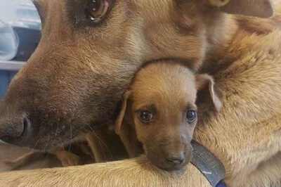 “Momentos Emotivos”: ¡Fotos Adorables de Animales con Sus Crías que Derretirán Cualquier Corazón!