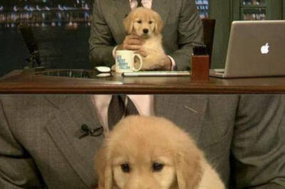 ¡Una transformación adorable! La inspiradora historia de un cachorro callejero que se convirtió en estrella