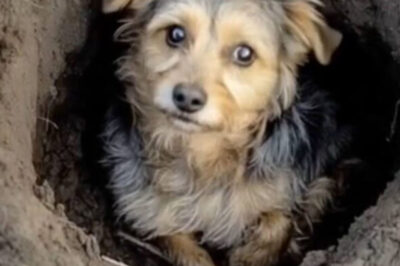 Un perro que se hubiera dado por vencido, pero alguien llegó…