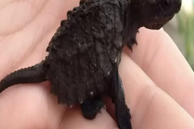 Una niña encuentra una extraña criatura en el bosque.