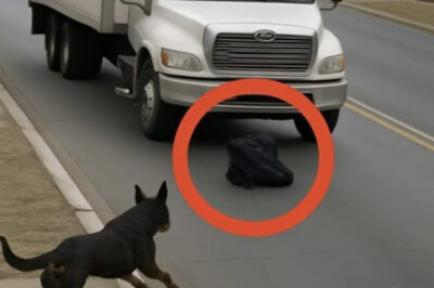Perro salta frente a un camión y casi es atropellado: Conductor se sorprende al descubrir por qué