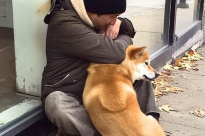 El perro va todos los días a una tienda cerrada y luego se va, una noche un niño pobre lo nota y lo sigue.